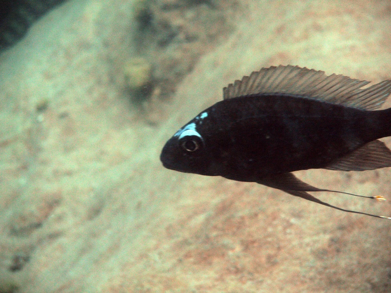 Ophthalmotilapia sp. 'whitecap' Mabilibili Bay